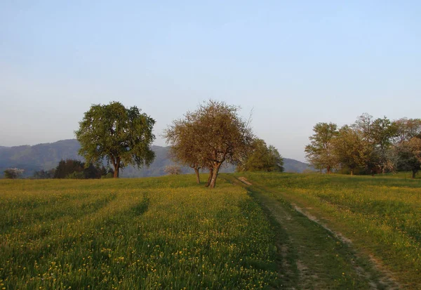 Elbe Orta Avrupa Nın Büyük Nehirlerinden Biridir — Stok fotoğraf