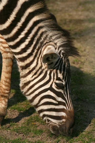 Animal Africain Zèbre Noir Blanc — Photo