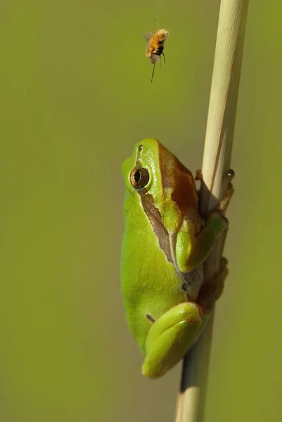 Malebný Pohled Krásného Ptáka Přírodě — Stock fotografie