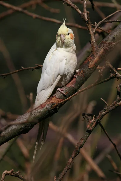 Schöne Aussicht Auf Den Sittichvogel Der Natur — Stockfoto