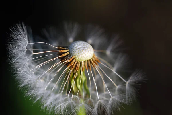 美しい植物画 自然壁紙 — ストック写真