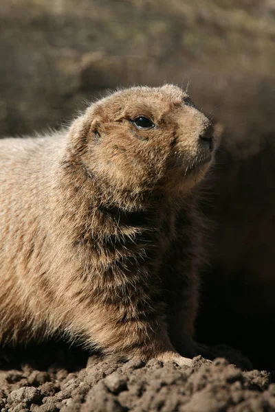 Chien Prairie Rongeur Des Prairies — Photo