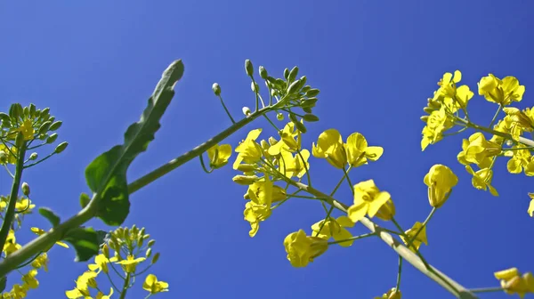 Agriculture Rape Field Yellow Plants — Stock Photo, Image