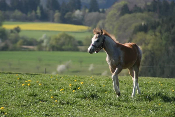 野生の自然でかわいい馬 — ストック写真