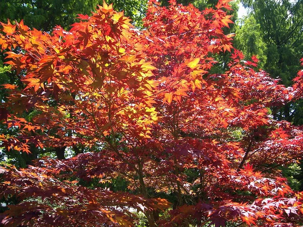 Beau Feuillage Automne Coloré — Photo