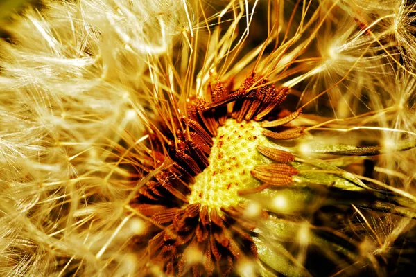 Diente León Flor Bola Campo Salvaje — Foto de Stock