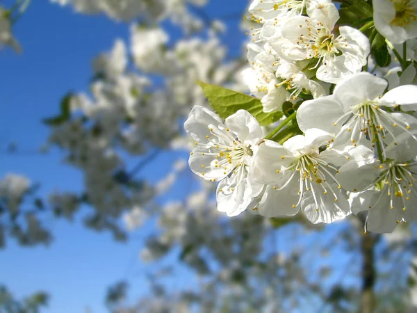 Virágzó Cseresznyefa Virágok — Stock Fotó
