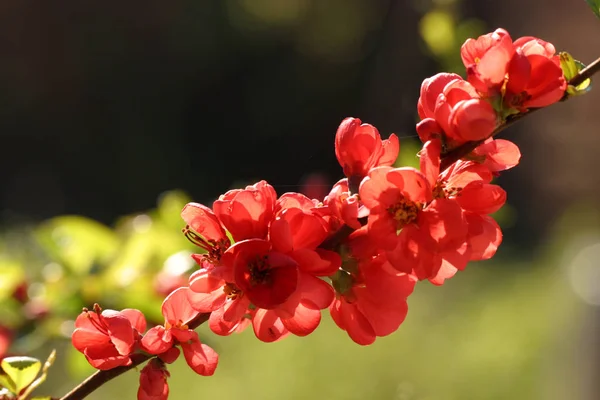 Primavera Flora Botânica Natureza — Fotografia de Stock