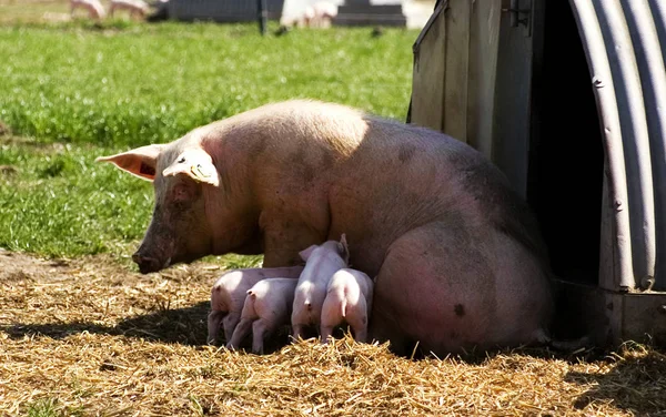 农场里的猪 — 图库照片