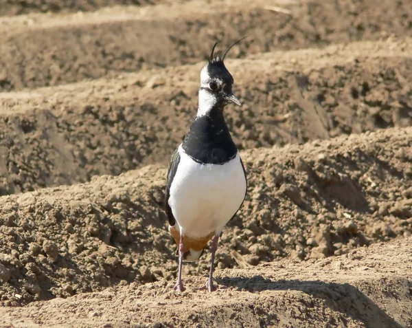 Aussichtsreiche Aussicht Auf Schöne Vögel Der Natur — Stockfoto