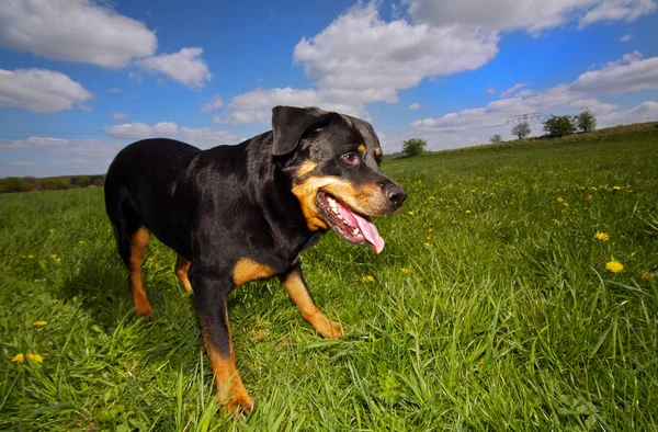 Chien Teckel Noir Sur Herbe — Photo