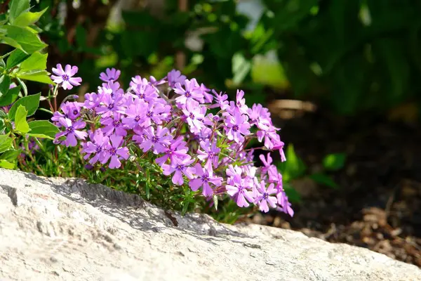 Весняні Бузкові Квіти Флора — стокове фото