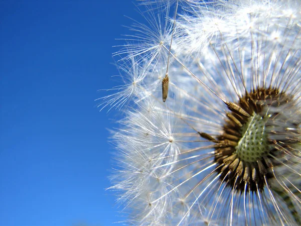 Nahaufnahme Von Natürlichen Löwenzahn Blume — Stockfoto