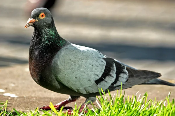 Vacker Utsikt Över Vacker Fågel Naturen — Stockfoto