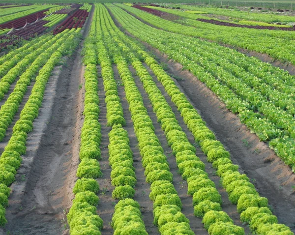 Vue Rapprochée Salade Fraîche Savoureuse — Photo