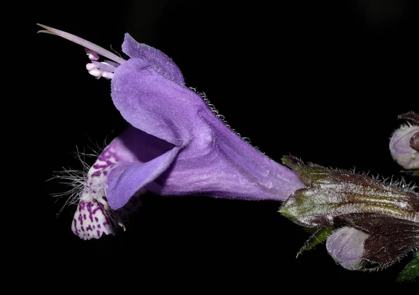 Meehania Urticifolia Japoński Niebieski — Zdjęcie stockowe