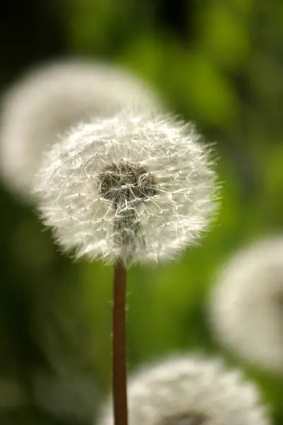 Pusteblume Taraxacum Officinale — Zdjęcie stockowe