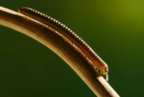 野生の自然界での虫の接近 — ストック写真