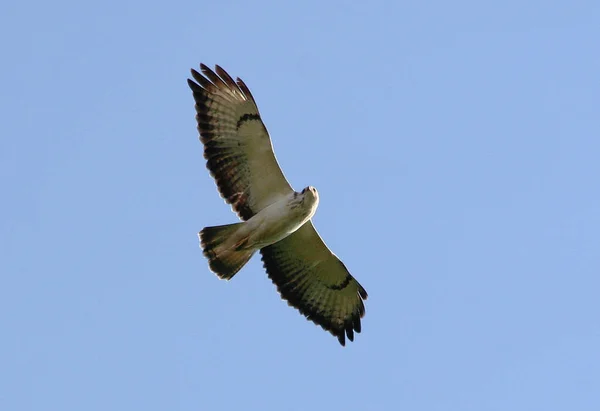 Vue Panoramique Sur Majestueux Prédateur Buzzard — Photo