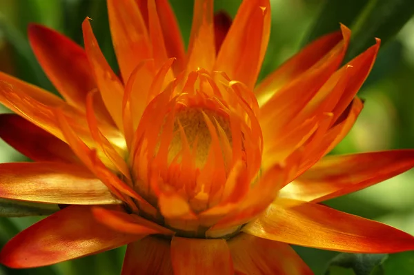 지푸라기 꽃봉오리 — 스톡 사진