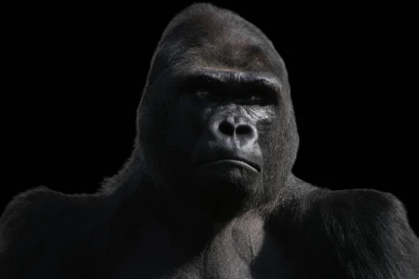 Gorila Macaco Animal Primata — Fotografia de Stock