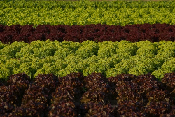 Nahaufnahme Von Leckeren Frischen Salat — Stockfoto