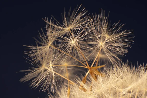 Nahaufnahme Von Natürlichen Löwenzahn Blume — Stockfoto