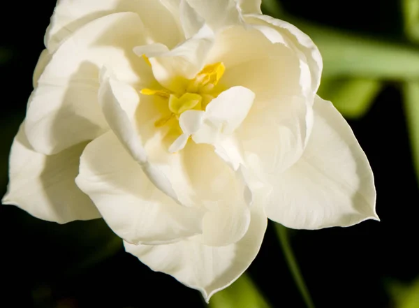 Beautiful Tulips Flowers Petals Flora — Stock Photo, Image