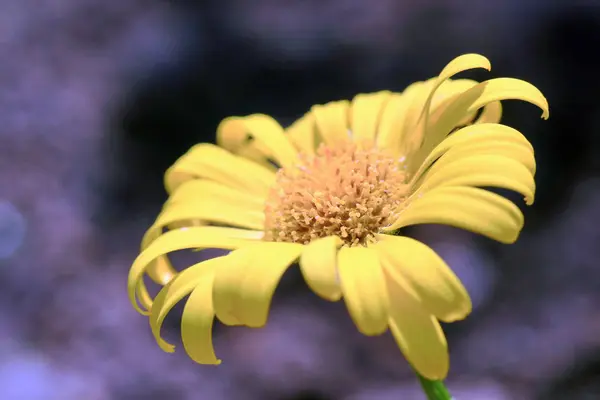 Красивые Цветы Цветочные Концепции Природный Фон — стоковое фото