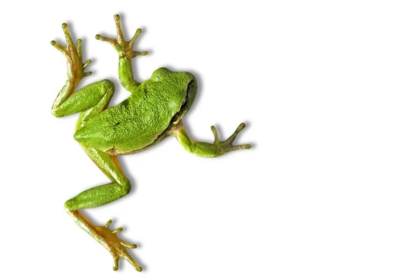 Groene Kikker Amfibiedier Fauna — Stockfoto