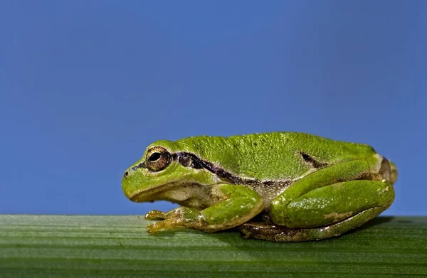 緑のカエル両生類動物動物 — ストック写真