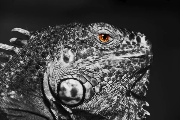 Kertenkele Iguana Yırtıcı Hayvan — Stok fotoğraf