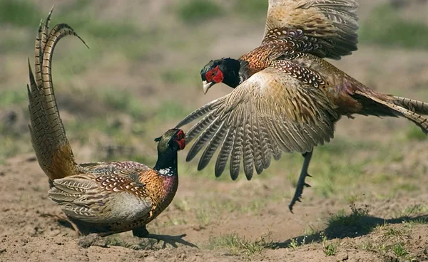 Pheasants Fighting Each Other — Stock Photo, Image