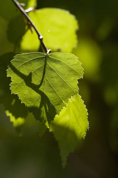 Birkenblätter Frühling — Stockfoto