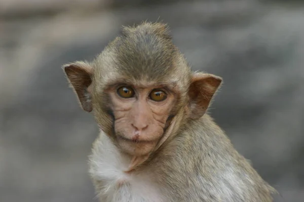 Macaco Animal Mamífero Primata — Fotografia de Stock