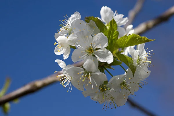 Körsbärsträd Med Blommor Våren — Stockfoto