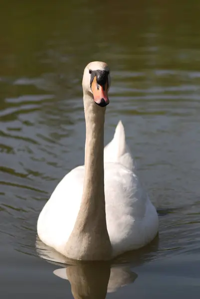 Svan Fågel Djur Vilda Djur — Stockfoto