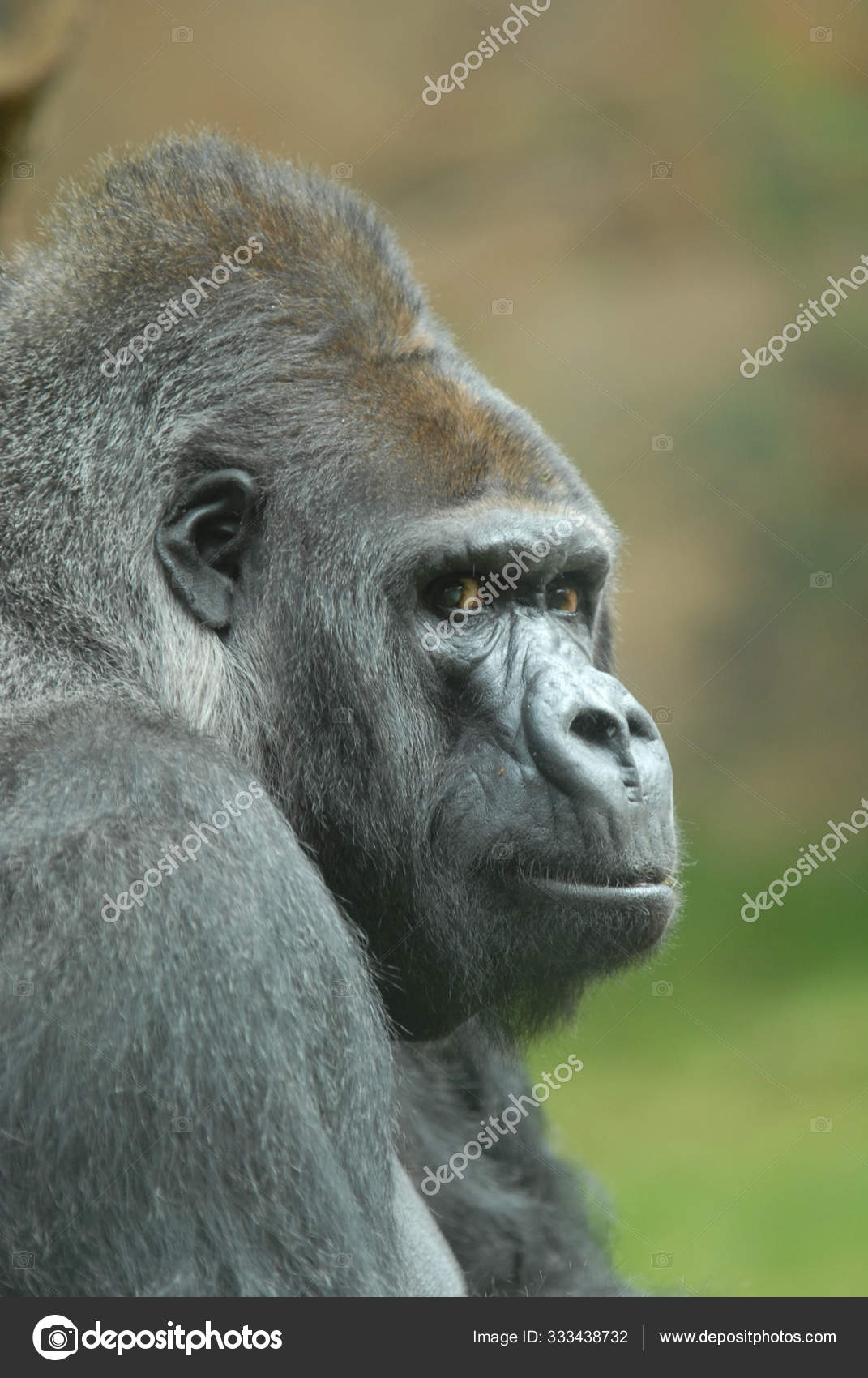 Gorila Macaco Animal Primata — Foto © PantherMediaSeller #333438732, image size:1071x1700