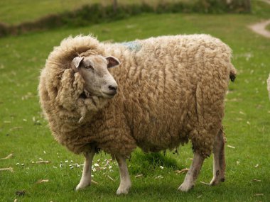 domestic sheep on a pasture  clipart