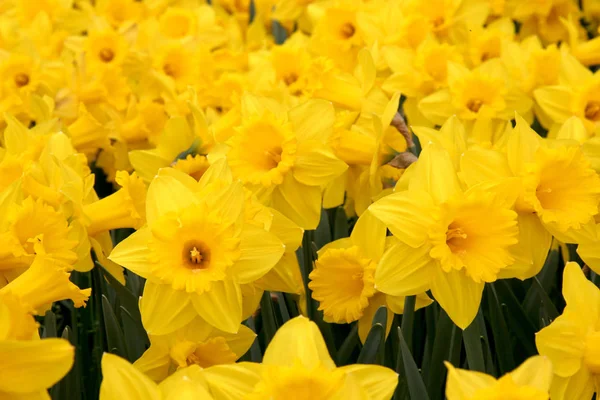 Narcis Jarní Okvětní Lístky Flóra — Stock fotografie