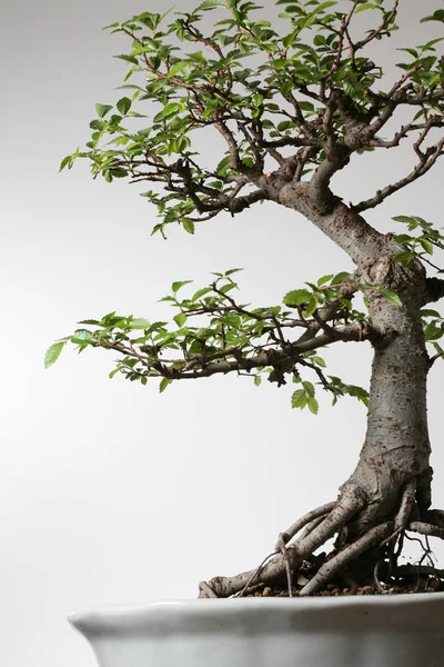 Bonsai Tree Flora Branches — Stock Photo, Image