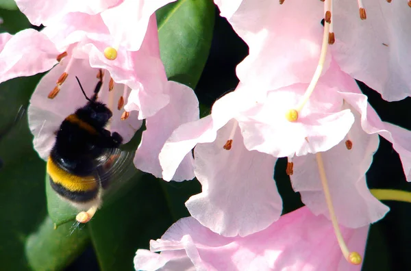 Κοντινή Άποψη Του Όμορφου Εντόμου Της Μέλισσας — Φωτογραφία Αρχείου