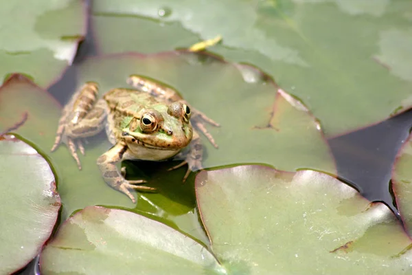 Amphibian Animal Wild Frog — Stock Photo, Image