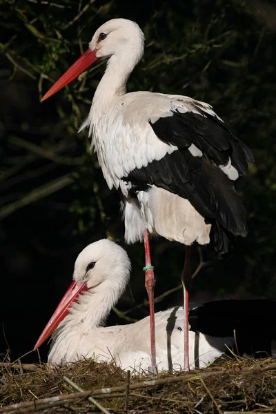 Storchenvogel Freier Wildbahn Natura Fauna — Stockfoto