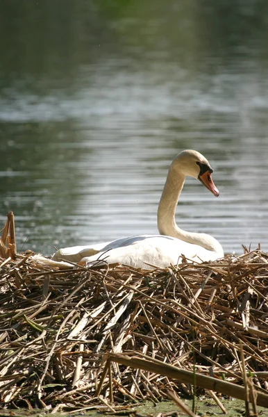 Vista Panorâmica Cisne Majestoso Natureza — Fotografia de Stock