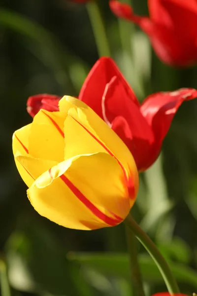 Όμορφη Άνοιξη Τουλίπες Λουλούδια Χλωρίδα — Φωτογραφία Αρχείου