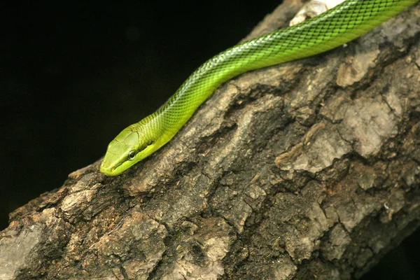 Lézard Vert Sur Fond Noir — Photo