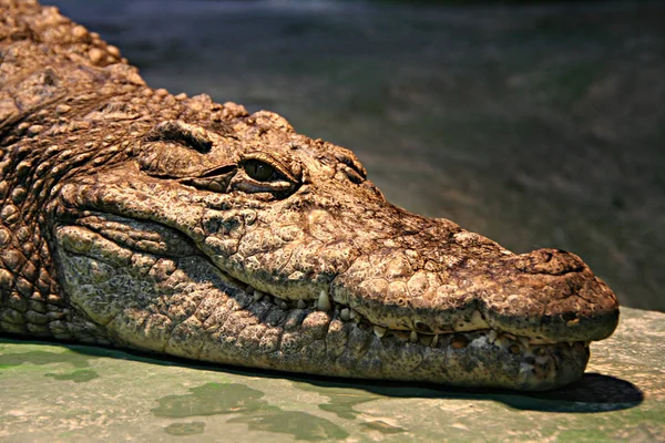Krokodilállat Kétéltű Ragadozó — Stock Fotó