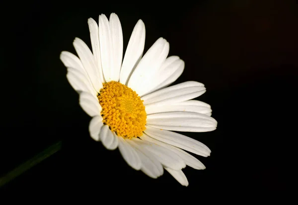 Letnie Kwiaty Polne Flora — Zdjęcie stockowe