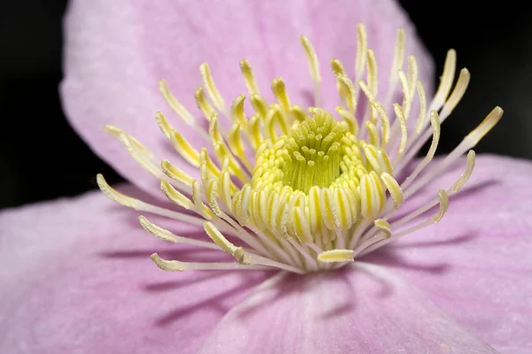 Clematis Purple Flower Petals — Stock Photo, Image